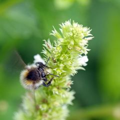 Hummel an Blüte (2)