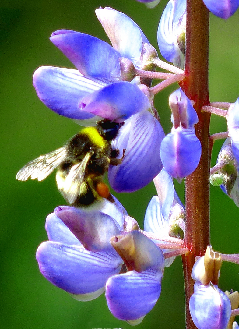 Hummel an Blüte