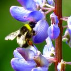 Hummel an Blüte