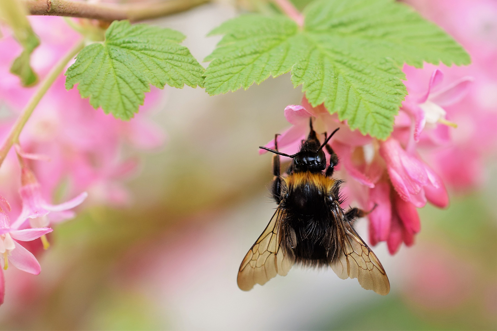 Hummel an Blüte