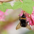 Hummel an Blüte