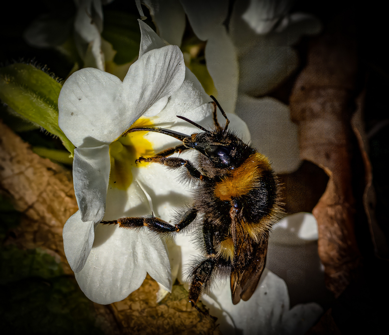 Hummel an Blüte