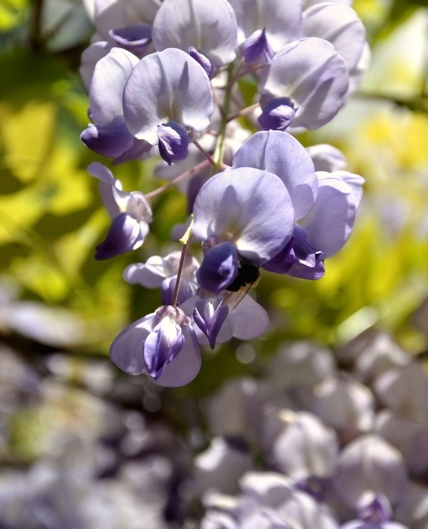 Hummel an Blüte