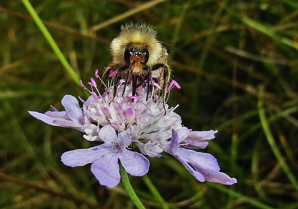 Hummel an Blüte