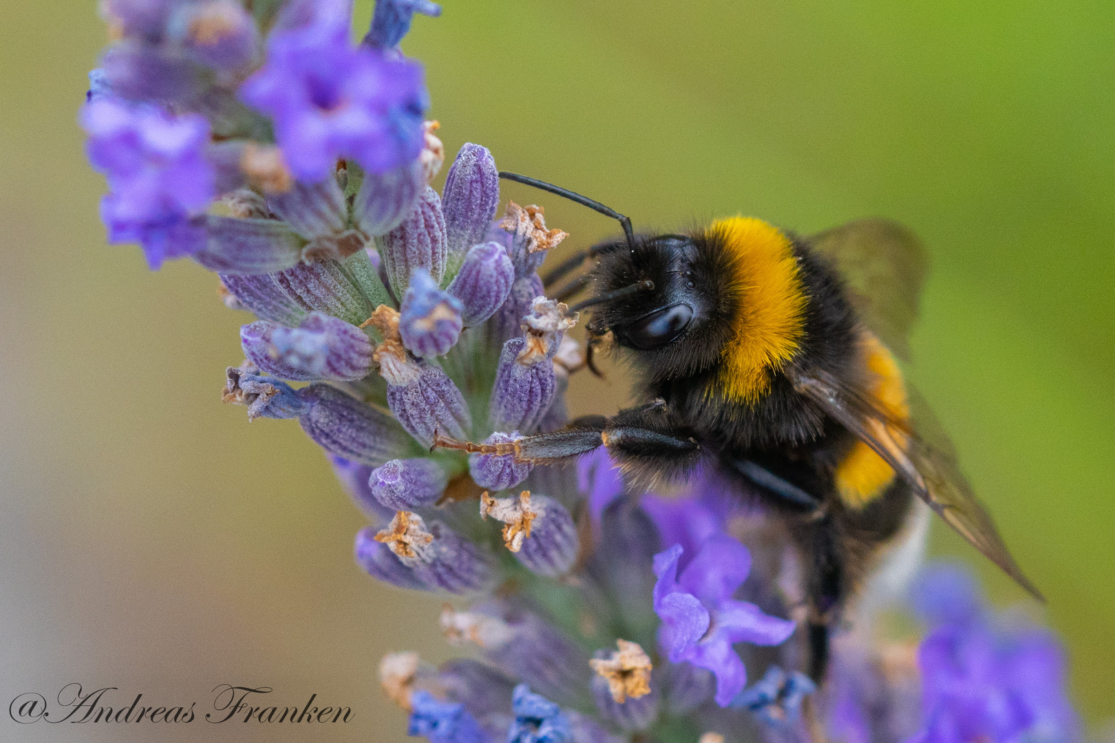 Hummel an Blüte