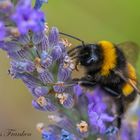 Hummel an Blüte