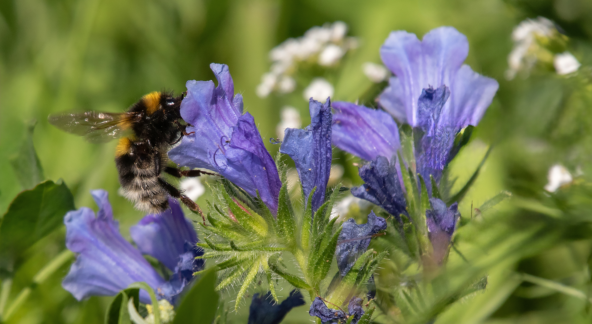 Hummel an Blüte