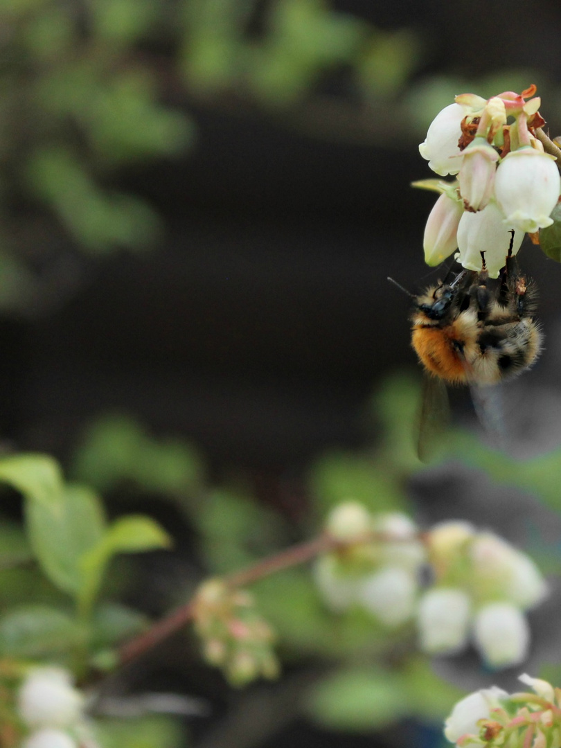 Hummel an Blüten