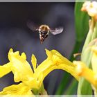 Hummel an Blume: "Erbitte Landeerlaubnis!"