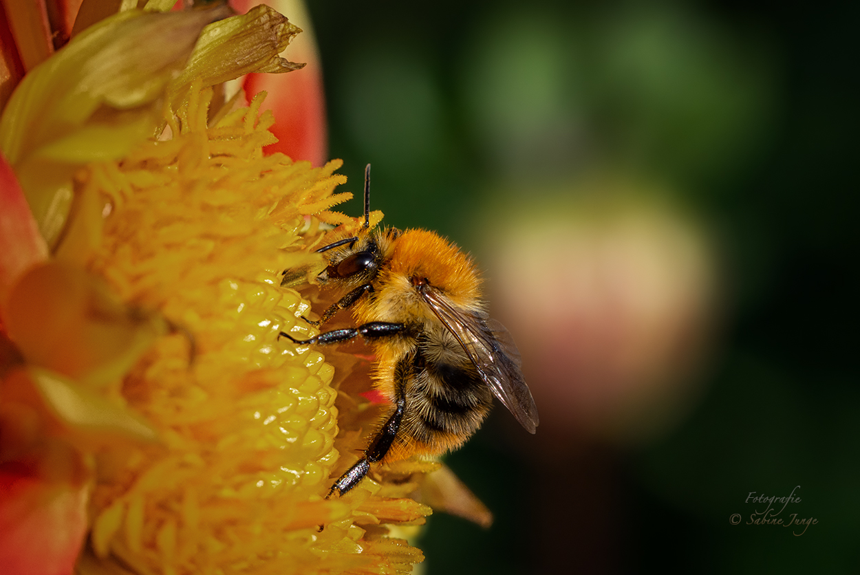 Hummel an Bord!