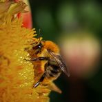 Hummel an Bord!