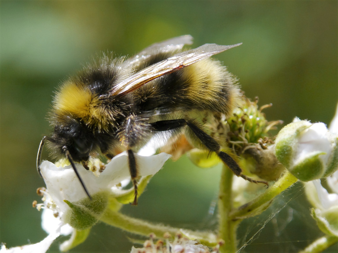 Hummel an Brombeerblüte