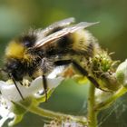 Hummel an Brombeerblüte