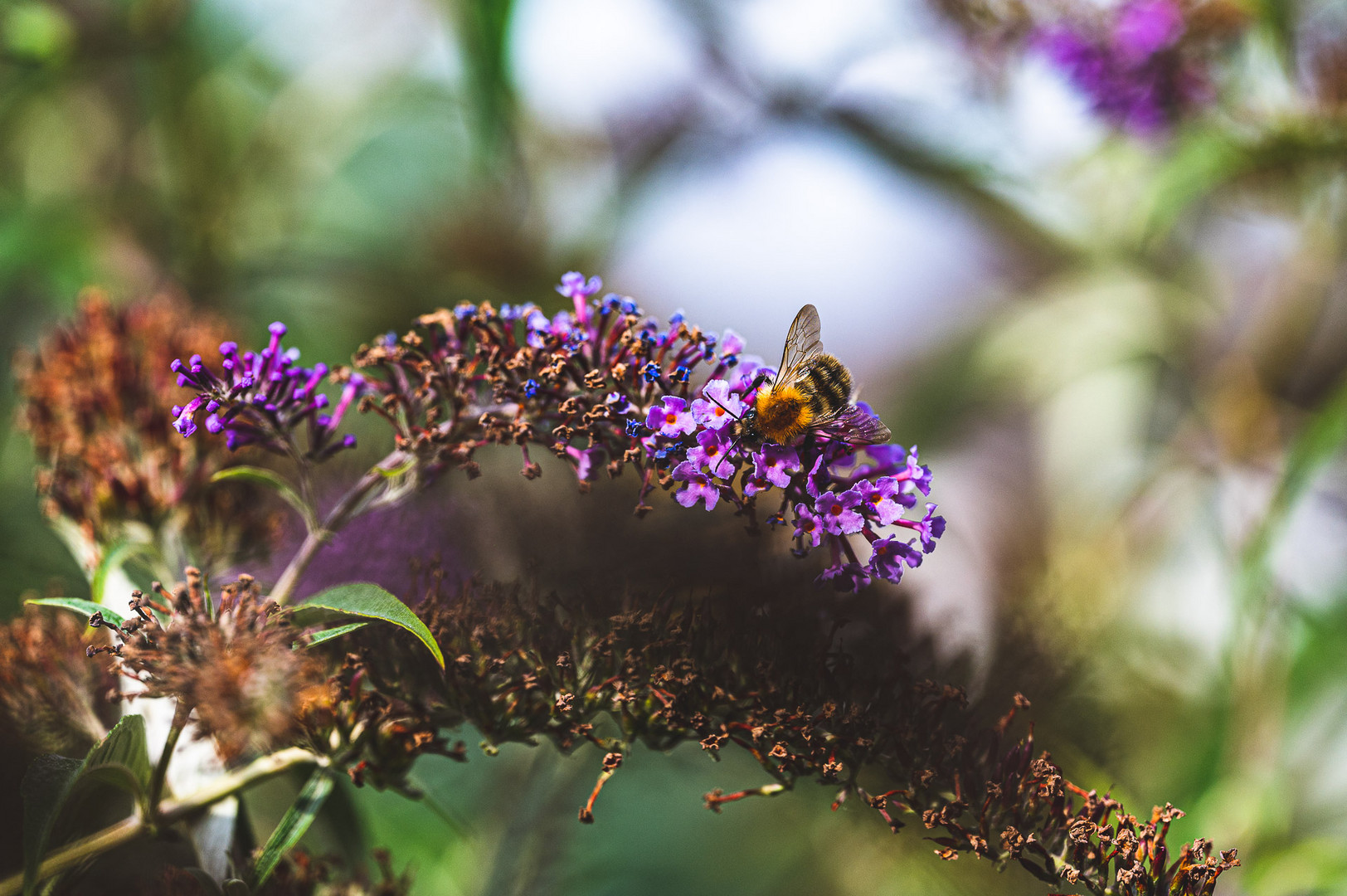 Hummel an Buddleja