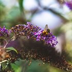 Hummel an Buddleja