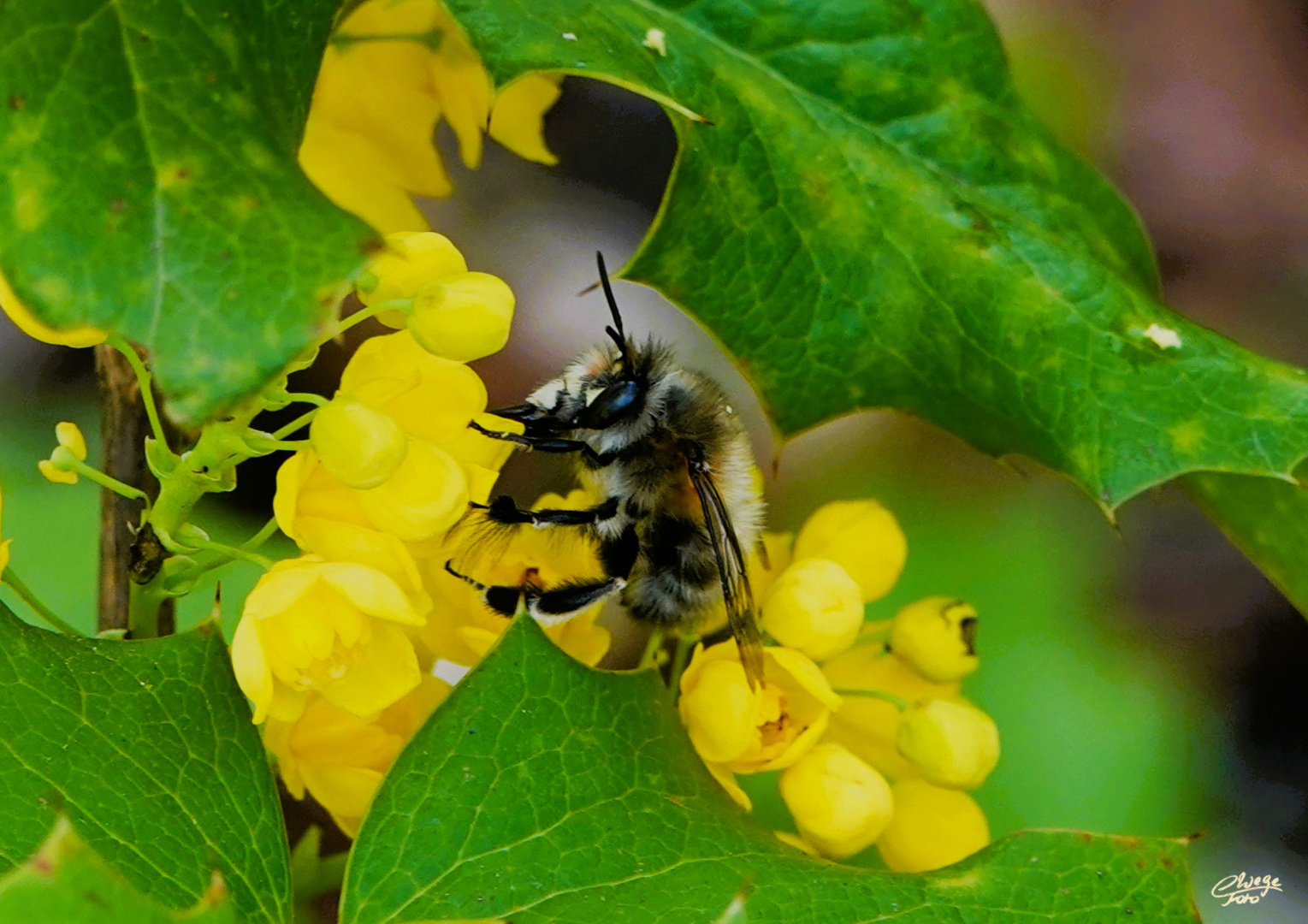 Hummel an den Blüten der Mahonie