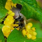 Hummel an den Blüten der Mahonie