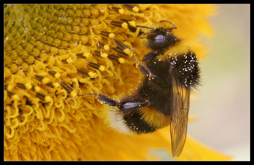 Hummel an den Honigtöpfen - Bumblebee at the honey pots