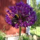 Hummel an der Allium