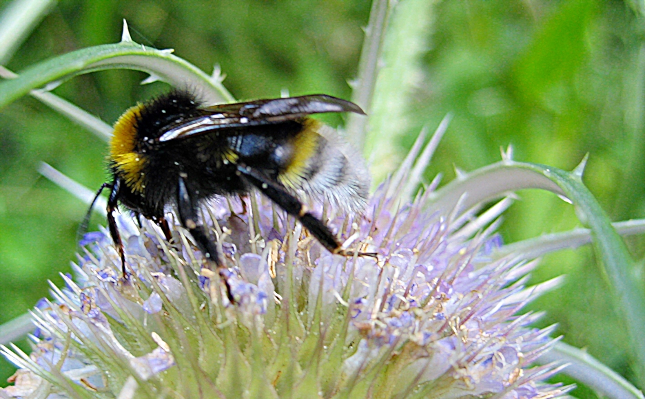 Hummel an der Blüte