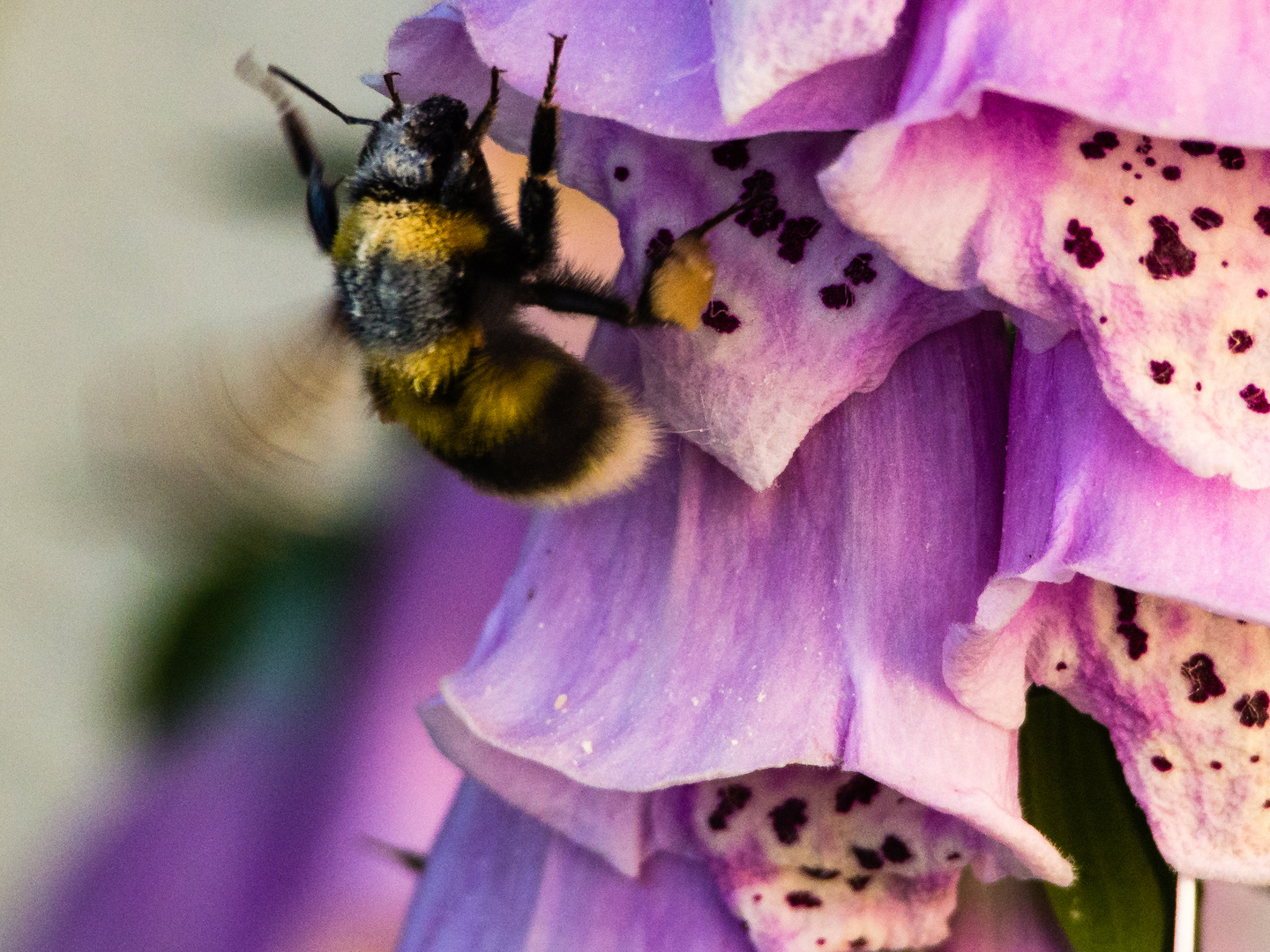 Hummel an der Blüte