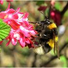 Hummel an der Blüte