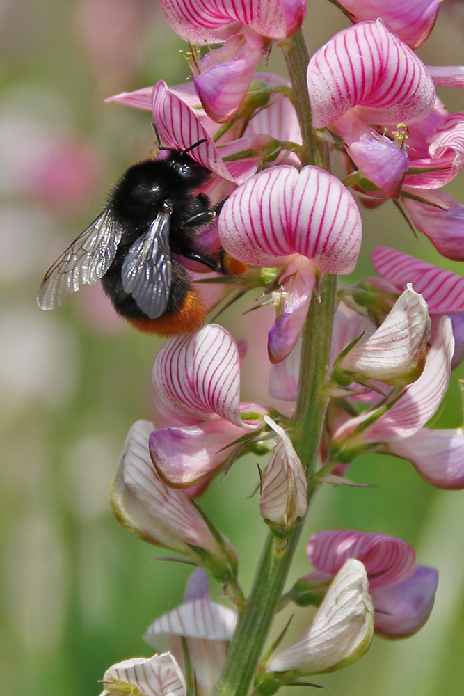 Hummel an der Blüte