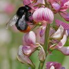 Hummel an der Blüte