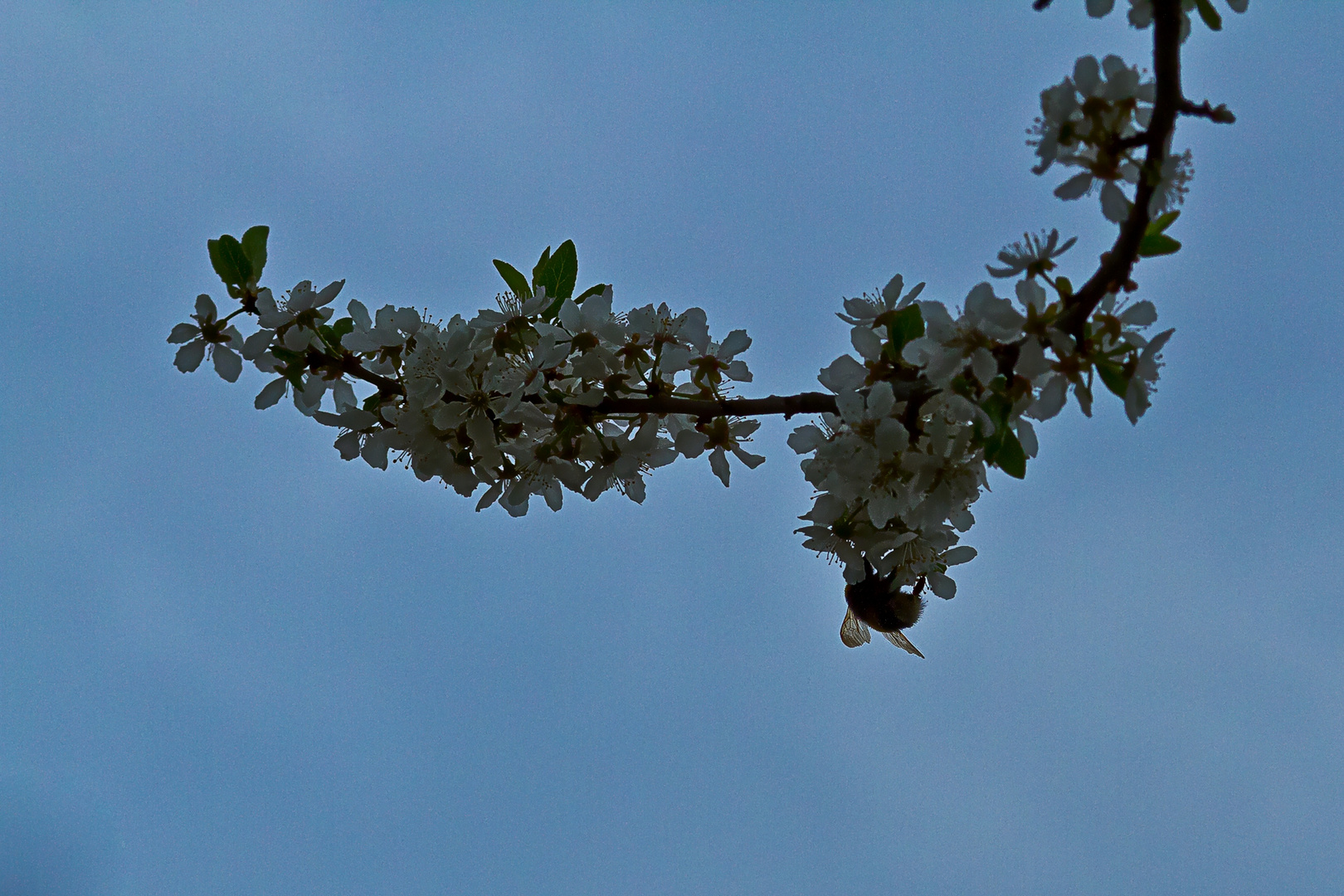 Hummel an der Blüte