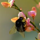 Hummel an der Ginsterblüte