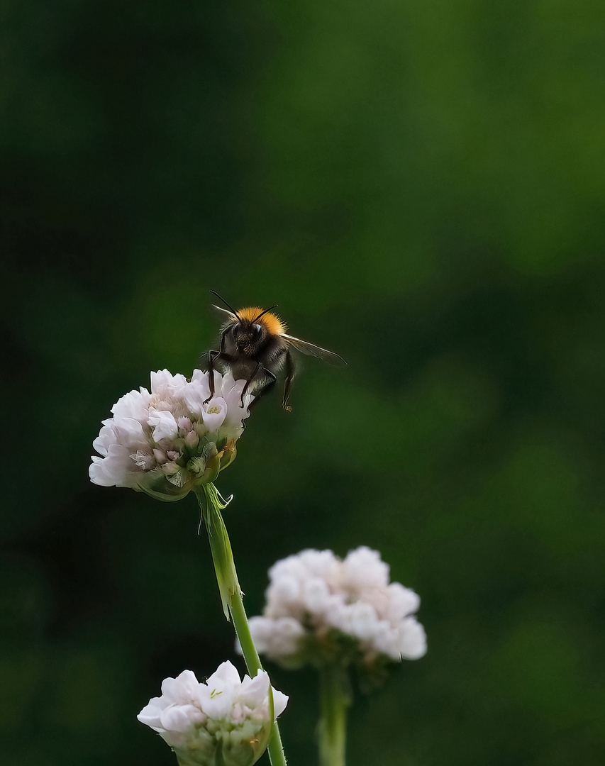 Hummel an der Grasnelke..