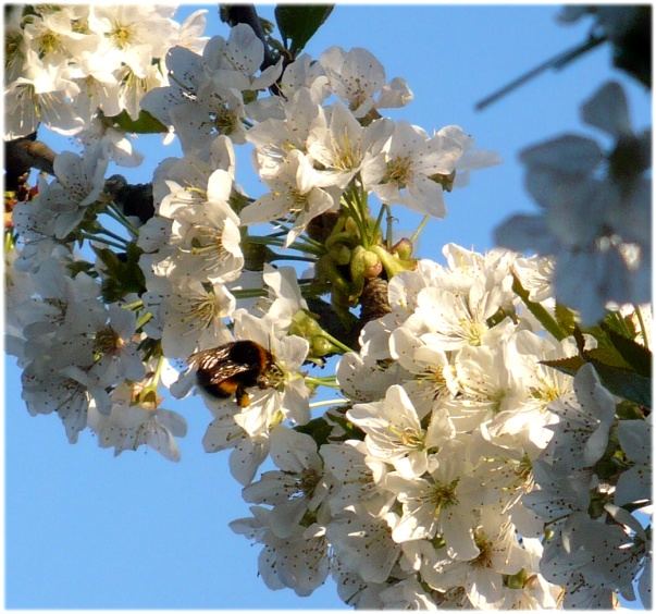 Hummel an der Kirschblüte