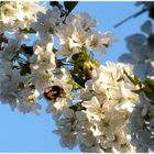 Hummel an der Kirschblüte