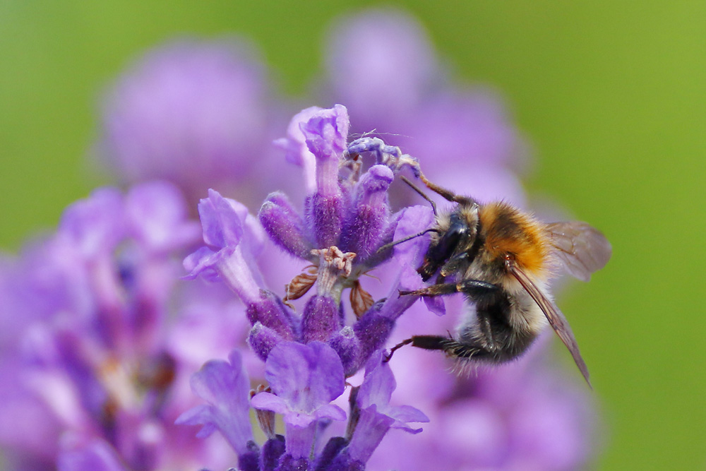 Hummel an der Lavendelblüte