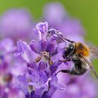 Hummel an der Lavendelblüte