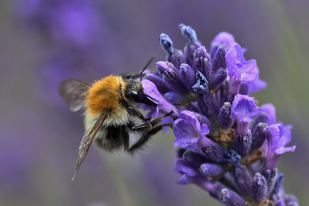 Hummel an der Lavendelblüte