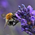 Hummel an der Lavendelblüte