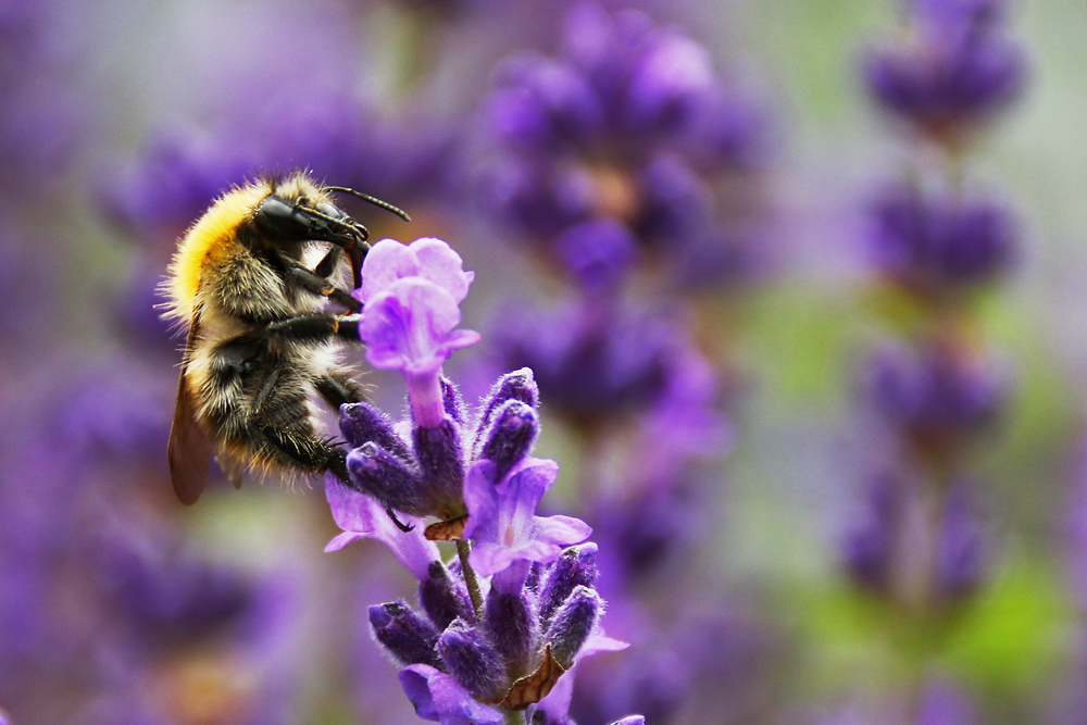 Hummel an der Lavendelblüte