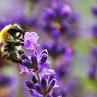 Hummel an der Lavendelblüte