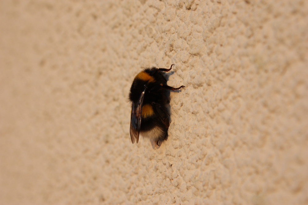 Hummel an der Wand