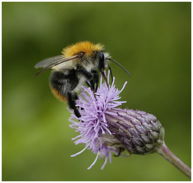 Hummel an Distelblüte