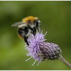 Hummel an Distelblüte