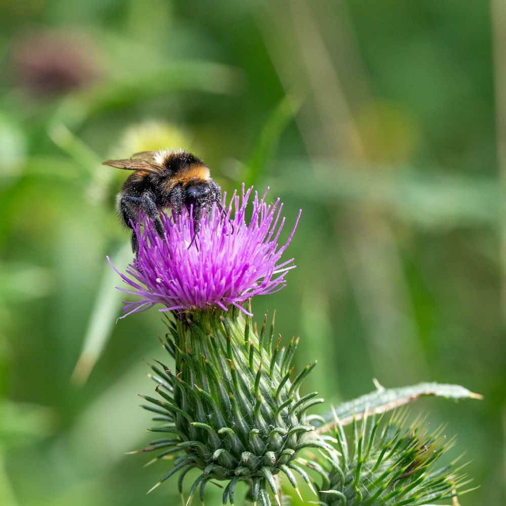 Hummel an Distelblüte