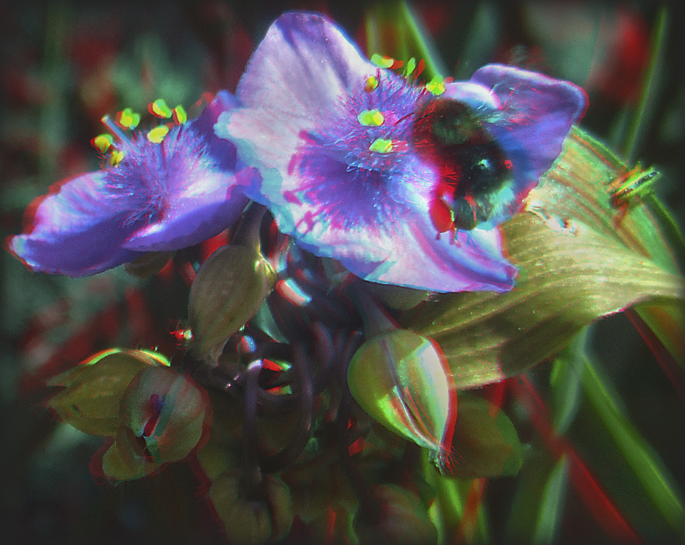 Hummel an Dreimasterblume (3D)