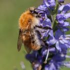 Hummel an Ehrenpreis 