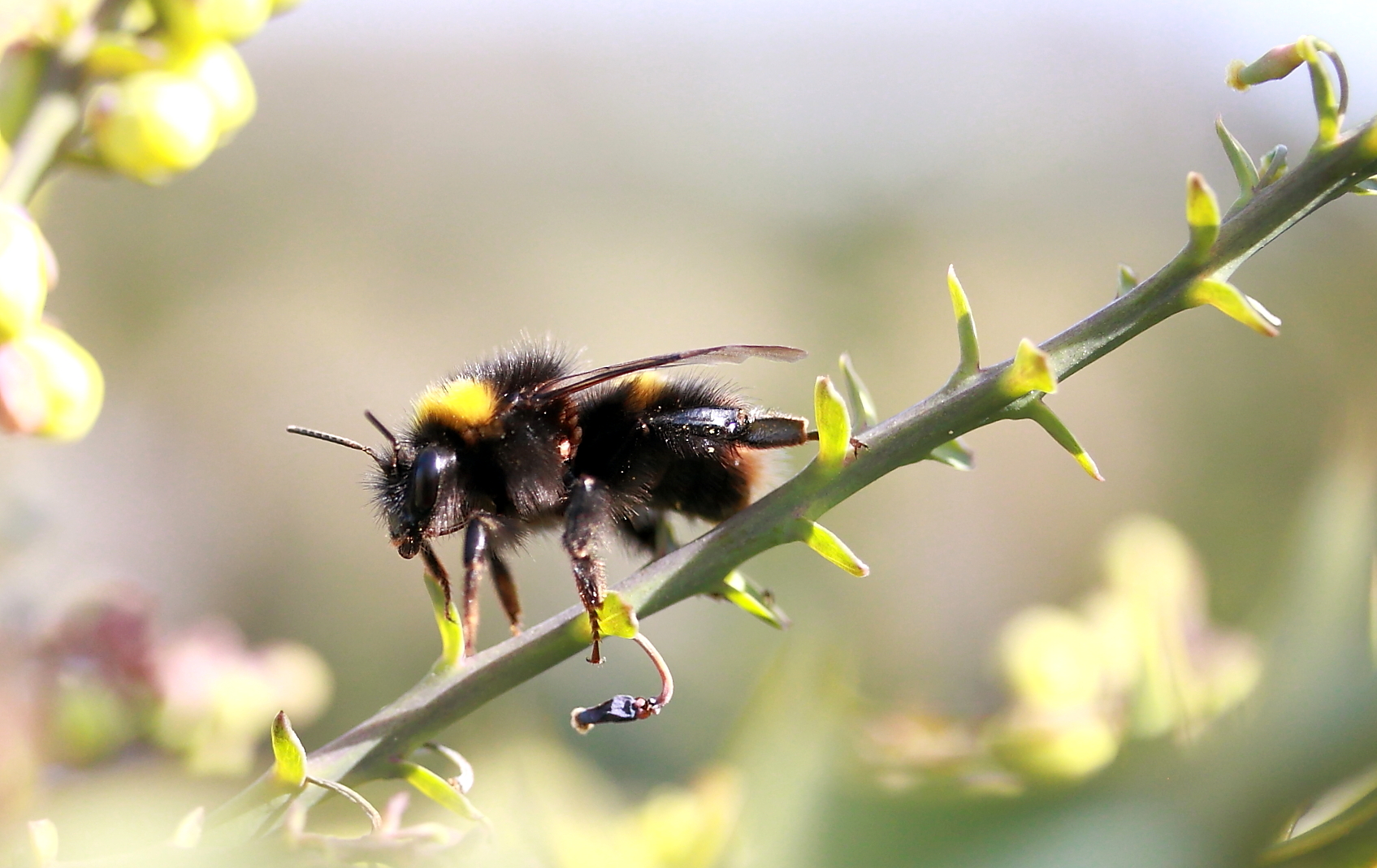 Hummel an einem.....