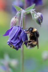 Hummel an einer Akelei