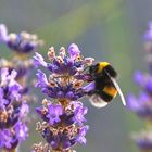 Hummel an einer Blüte