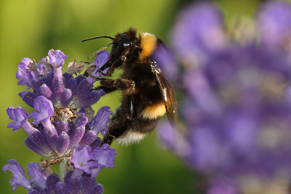 Hummel an einer Lavendelblüte