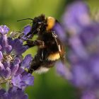 Hummel an einer Lavendelblüte